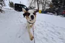 Pies uratowany z plebanii szuka nowego domu