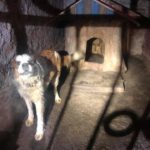 Pies uratowany z plebanii szuka nowego domu