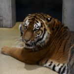 Po blisko 25 latach do opolskiego zoo powrócił tygrys
