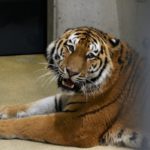 Po blisko 25 latach do opolskiego zoo powrócił tygrys