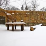 Opolskie zoo przygotowuje się na przyjęcie dużych kotów