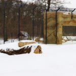 Opolskie zoo przygotowuje się na przyjęcie dużych kotów