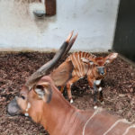 W opolskim zoo na świat przyszła antylopa bongo górskiego. To pierwsze takie narodziny w Opolu
