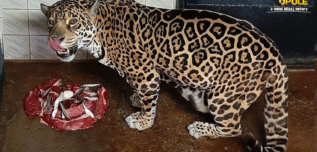 Jaguarzyca Bora z opolskiego zoo świętowała swoje dwudzieste pierwsze urodziny