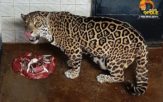 Jaguarzyca Bora z opolskiego zoo świętowała swoje dwudzieste pierwsze urodziny