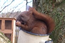 Do azylu dla dzikich zwierząt trafiły maleńkie wiewiórki. To ofiary źle przeprowadzonej wycinki drzewa