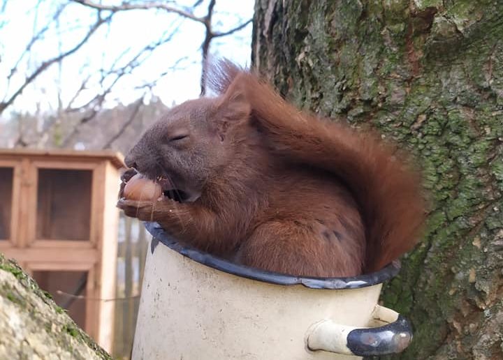 Do azylu dla dzikich zwierząt trafiły maleńkie wiewiórki. To ofiary źle przeprowadzonej wycinki drzewa