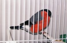 Podejrzany o kłusownictwo w rękach policjantów