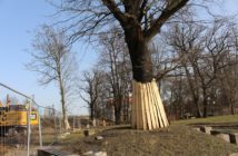 Park Nadodrzański. Tracimy najcenniejszy miejski drzewostan