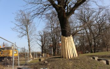 Park Nadodrzański. Tracimy najcenniejszy miejski drzewostan