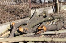 Moratorium dla drzew to szansa by z zielonego Opola zostało coś więcej niż tylko hasztag