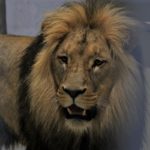 Do opolskiego zoo wróciły lwy. To bracia Atos i Portos
