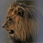 Do opolskiego zoo wróciły lwy. To bracia Atos i Portos