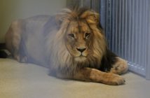 Do opolskiego zoo wróciły lwy. To bracia Atos i Portos