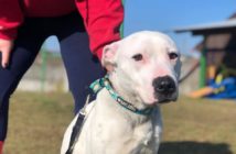 Opolski TOZ interweniuje i pomaga pomimo trudności