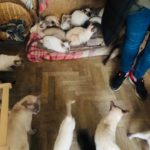 Pseudohodowla w centrum Opola. Ponad 50 kotów w niewielkim mieszkaniu
