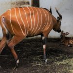 Kolejna antylopa bongo przyszła na świat w opolskim zoo