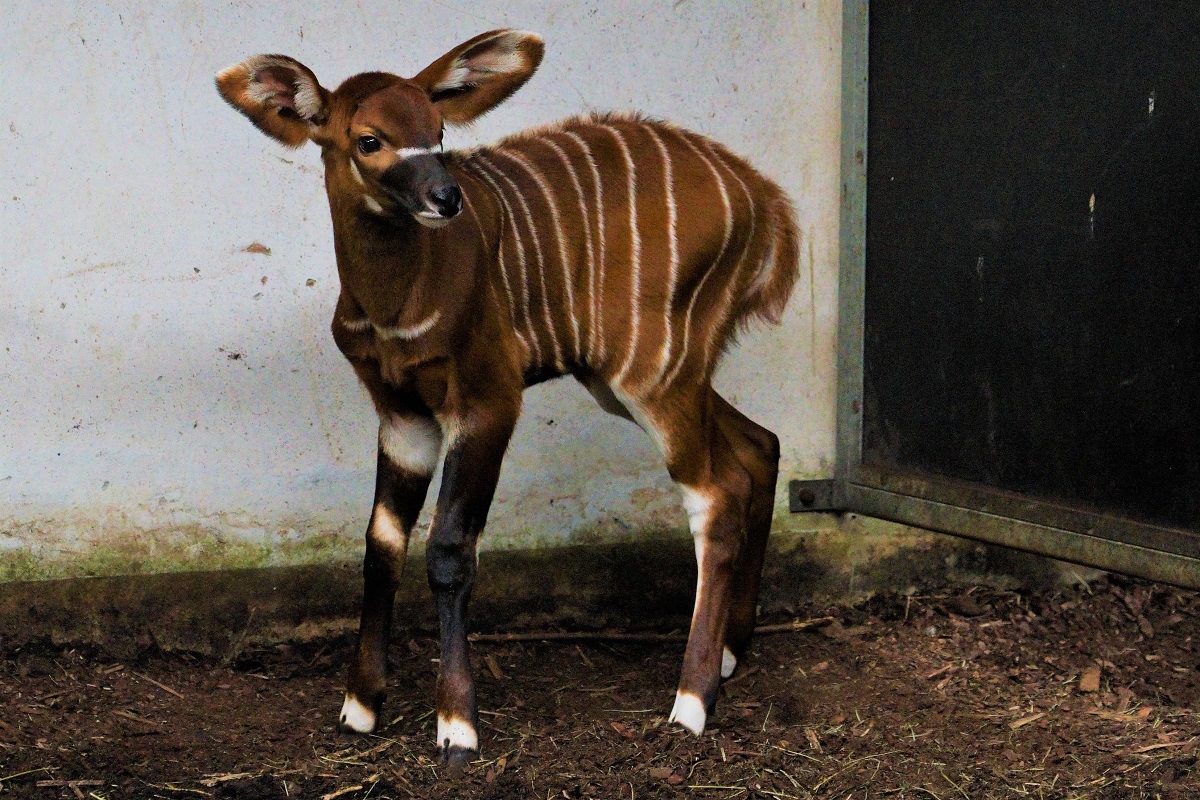 Kolejna antylopa bongo przyszła na świat w opolskim zoo