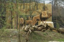 Lwy i tygrys w opolskim zoo. Galeria zdjęć