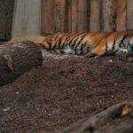 Lwy i tygrys w opolskim zoo. Galeria zdjęć