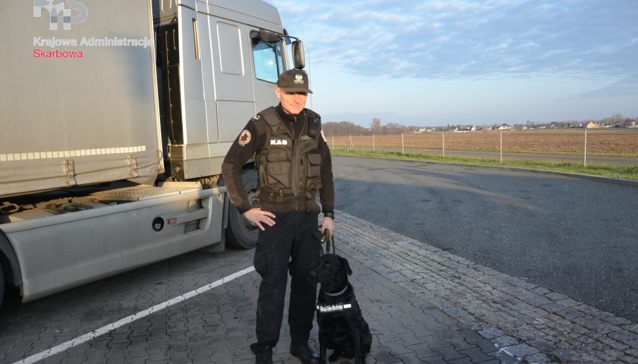 Psy służbowe KAS jako pierwsze w Polsce pomogą w wykrywaniu COVID-19