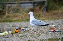 My śmiecimy, cierpią i giną zwierzęta