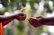 Zielona rewolucja w Opolu? Już jutro rusza akcja społecznego sadzenia drzew