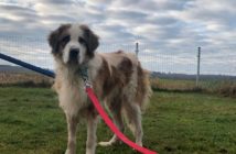 Uratowali niemal siedemdziesiąt psów, trzy wciąż czekają na dom