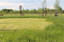 Rozpoczęło się koszenie trawy w mieście - czy ma sens?