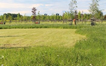 Rozpoczęło się koszenie trawy w mieście - czy ma sens?
