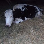 Rudniki. Zaniedbana i bita krowa miała szansę na lepsze życie w azylu &#8211; nie doczekała