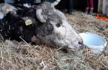 Rudniki. Bita przez rolnika krowa miała szansę na lepsze życie w azylu - nie doczekała