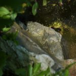 Żabie gody w opolskim zoo. Ich rechot niesie się po całym ogrodzie