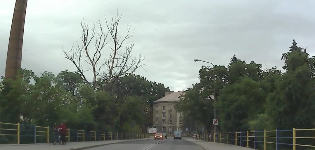 Obumarłe drzewo z ul. Struga zniknie z krajobrazu Opola