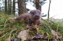 „Avi zwierza zbawi” – z naszą pomocą. Potrzeba 8 tysięcy na zakup sprzętu ratującego dzikie życie