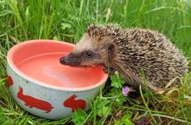 Upał zabija! Pomóż zwierzętom przetrwać lato