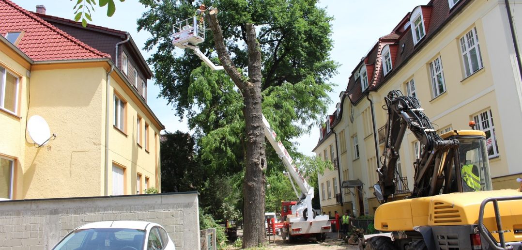 Znowu ubyło drzew w zabytkowej dzielnicy Opola