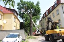 Znowu ubyło drzew w zabytkowej dzielnicy Opola