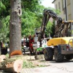 Znowu ubyło drzew w zabytkowej dzielnicy Opola