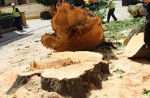 Dąb miał 240 lat, był świadkiem historii. Nie został po nim ślad