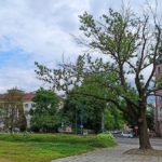 Czy Opole potrzebuje miejskiego arborysty?
