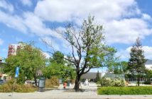 Czy Opole potrzebuje miejskiego arborysty?