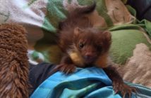 Trutki na „szkodniki” są zagrożeniem dla wszystkich zwierząt