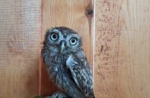 Sezon na podloty. Jak pomagać, żeby nie zaszkodzić