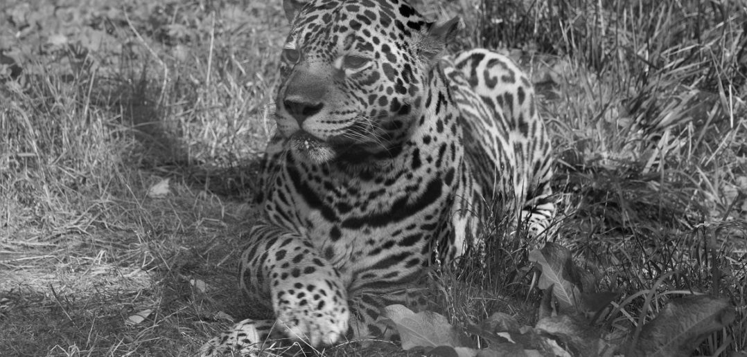 Nie żyje jaguarzyca Bora z opolskiego zoo. Miała 21 lat, była prapraprabcią
