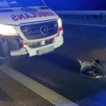Karetka uderzyła w dzika na obwodnicy północnej Opola