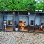 Mieszkaniec Opolszczyzny miał organizować walki psów. 41-latek odpowie za znęcanie się nad zwierzętami ze szczególnym okrucieństwem
