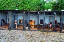 Mieszkaniec Opolszczyzny miał organizować walki psów. 41-latek odpowie za znęcanie się nad zwierzętami ze szczególnym okrucieństwem