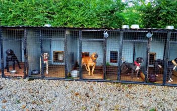 Mieszkaniec Opolszczyzny miał organizować walki psów. 41-latek odpowie za znęcanie się nad zwierzętami ze szczególnym okrucieństwem