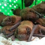 Nietoperze – niecodzienni lokatorzy opolskiego szpitala